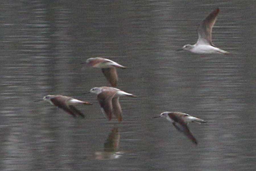 Pantana (Tringa nebularia)